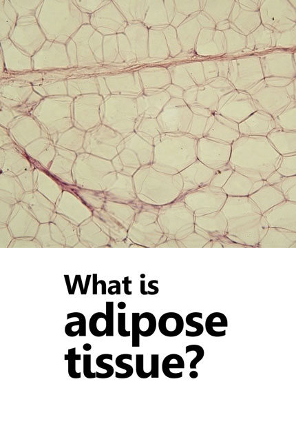 What is adipose tissue?