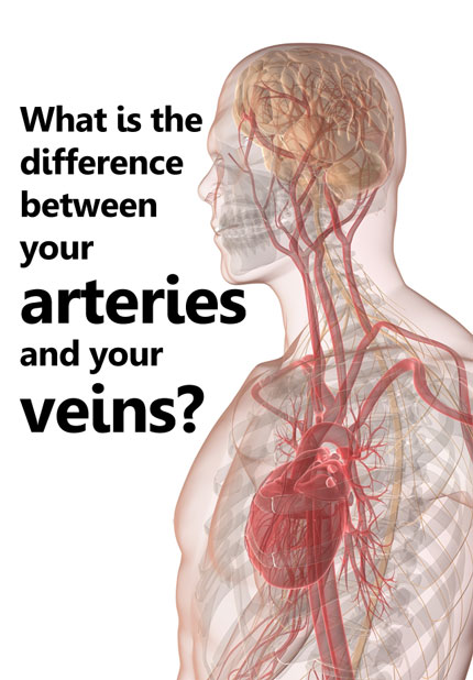 What is the difference between your arteries and your veins?